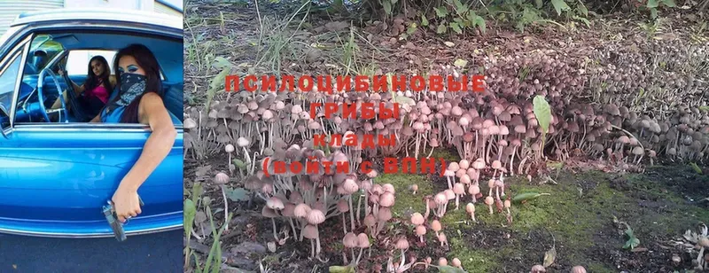 Галлюциногенные грибы Magic Shrooms  Заречный 